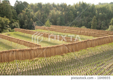 Rice dry Rice dry 1849935