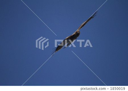 black kite, birds of prey, raptores 1850019