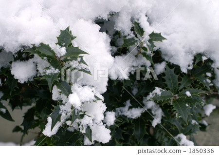 The leaves of snowy Hiiragi 1850336