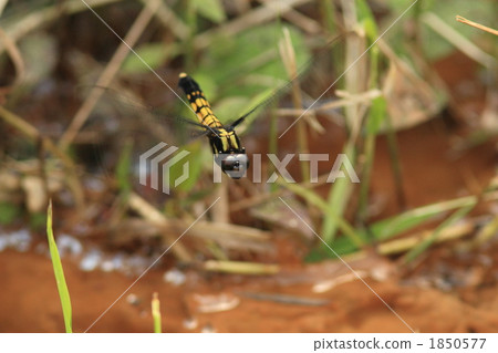 Female of Spotted Spotted Ladybird during Spawning Female of Spotted Spotted Ladybird during Spawning 1850577