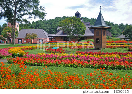 Koiwai farm walk / Autumn flowering bamboo garden Koiwai farm walk / Autumn flowering bamboo garden 1850615