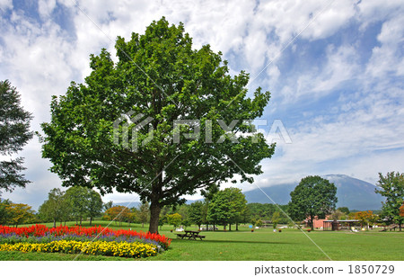 Koiwai農場步行/ Koiwai農場Makiba公園 1850729