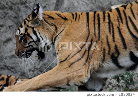 terrestrial animal, tiger, savage beast 1850824