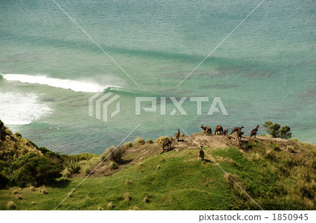 Waves that came to the island where Kangaroo lives 1850945