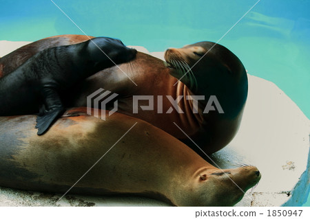 密封 海洋動物 海洋和河流哺乳動物 1850947
