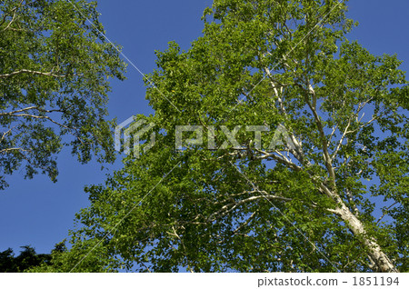 White birch White birch 1851194
