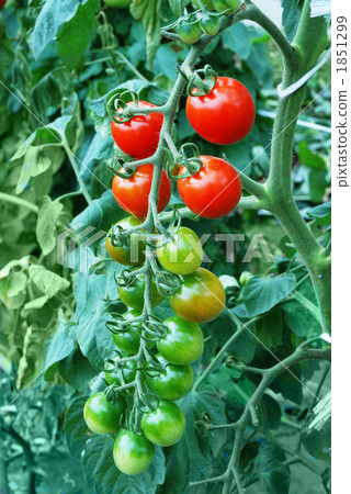  Mini Tomato 1851299