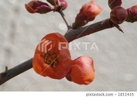 Flower of crumpled Flower of crumpled 1851435