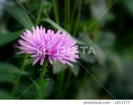 Yuzengiku (Yuzen chrysanthemum) 1851577
