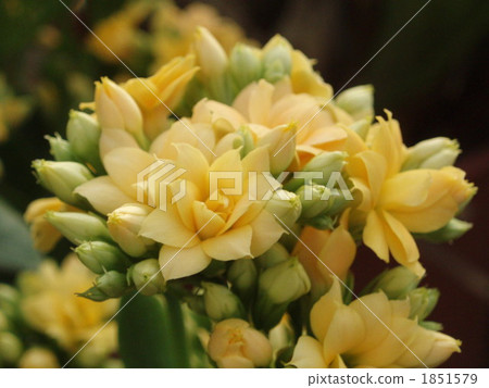 Double-blooming Karancoe 1851579