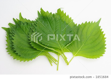 紫蘇離開 1851684