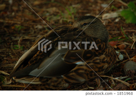 duck, bird, birds 1851968