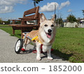 Wanco and wheelchair 1852000