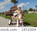Wanco and wheelchair (left) 1852004