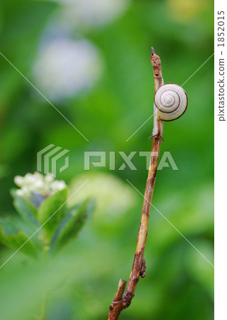 Hydrangea and a snail 2 Hydrangea and a snail 2 1852015