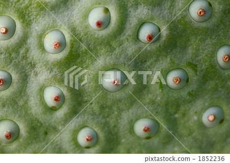 Lotus coned（東京·上野Shinobayashi） 1852236