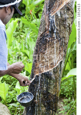 Sap collection of rubber tree 1852613