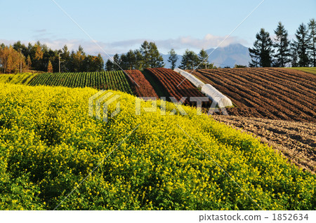 雪松花開花的小山 1852634