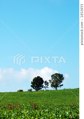 父子樹　 1852655