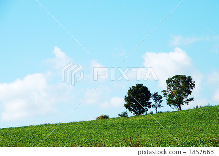 父母和孩子的樹 1852663