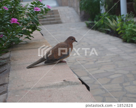 pigeon, bird, birds 1852828
