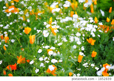 california poppy, baby's breath, common gypsophila 1852839