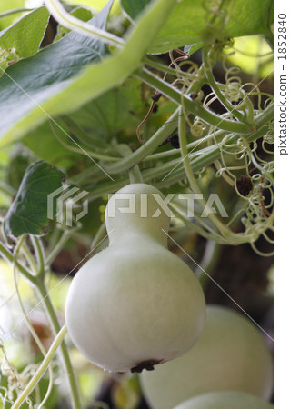 Gourd fruit Gourd fruit 1852840