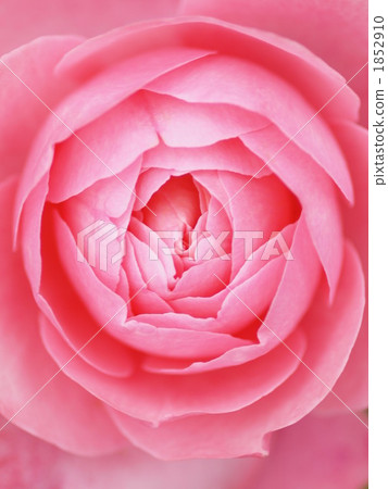 Rose bruno perpian 1852910