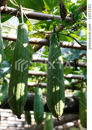Fruit of the ladle 1853382