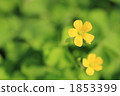 酢漿草花 1853399