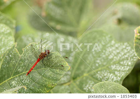 紅蜻蜓（Akiakane） 1853403