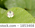 在雨中的怪物 1853408