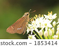 Ichimon dieselis 1853414