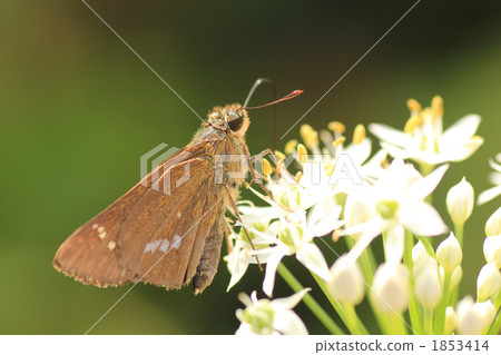 Ichimon dieselis 1853414