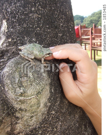 I found a frog I found a frog 1853485
