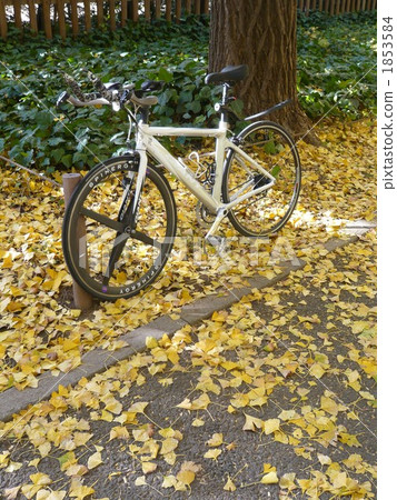 Road bike and ginkgo 1853584