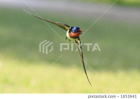 Swallow front 1853641