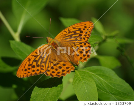 Midori Hyouton Midori Hyouton 1853709