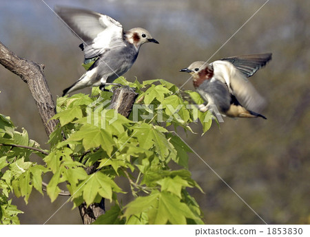 komukudori, migratory, migratory bird 1853830