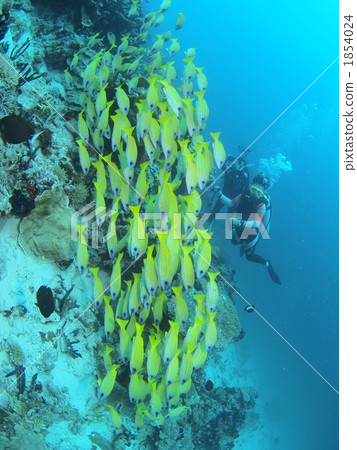 A group of divers and fish 1854024