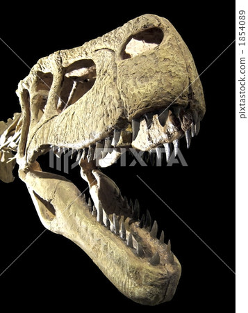 tyrannosaurus rex, fossil, fossilized 1854089