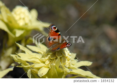 孔雀蝴蝶 1854132