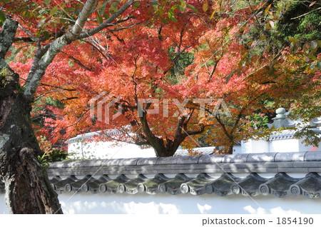 Kintai橋秋天 Kintai橋秋天 1854190