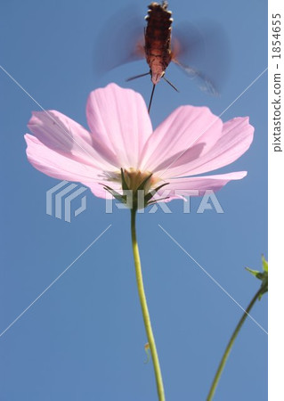 Hojaku（牛皮）和宇宙 1854655