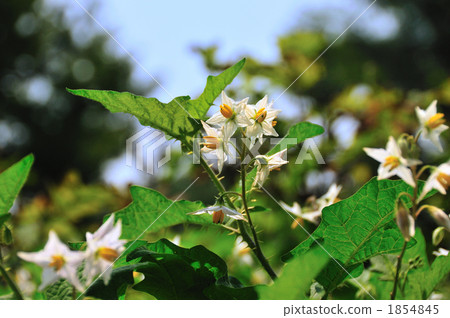 Brilliance of Koharu 1854845