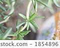 rosemary, botanic, botanical 1854896