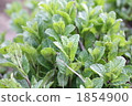 botanic, botanical, plant 1854900