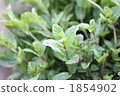 herb, herbal, food 1854902