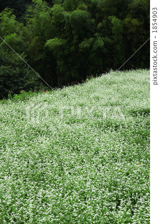 Soba flower 1854903