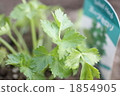 celery soup, botanic, botanical 1854905